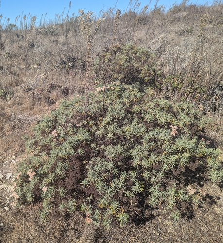 Image of Eriogonum arborescens by (c) Logan J.L. Bradley, some rights reserved (CC BY)