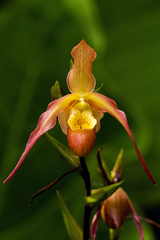 Phragmipedium