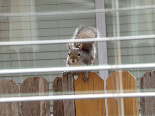 Eastern Gray Squirrel photographed in Texas
