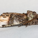 Unicorn Prominent - Photo (c) Ken-ichi Ueda, some rights reserved (CC BY), uploaded by Ken-ichi Ueda