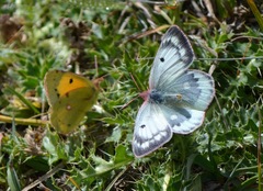 Colias phicomone