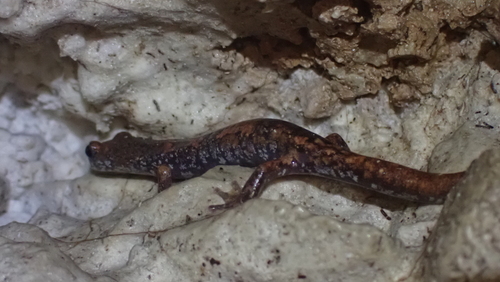 French Cave Salamander, Speleomantes strinatii