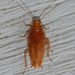 Small Yellow Texas Cockroach - Photo (c) G. L. Dearman, some rights reserved (CC BY-NC), uploaded by G. L. Dearman