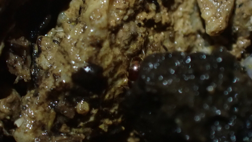 Parabathyscia spagnoloi devillei