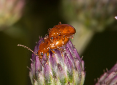 Neocrepidodera transversa