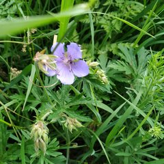 Geranium pratense