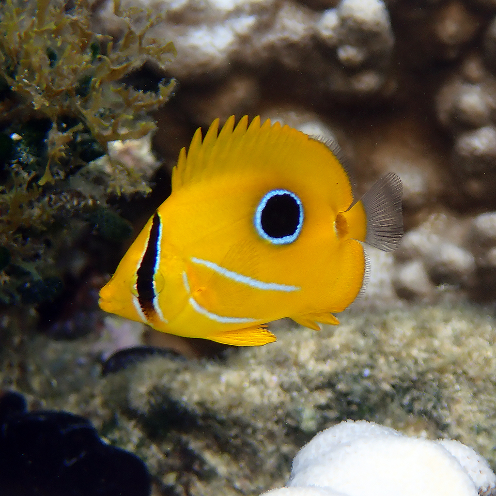 Bennett's Butterflyfish