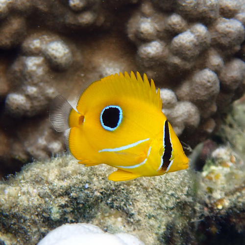 Archer butterflyfish (Chaetodon bennetti) — Chaetodontidae — 2