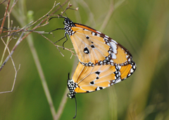 Danaus chrysippus