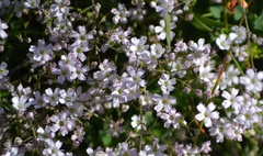 Gypsophila repens