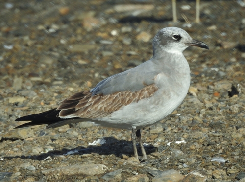 Laughing Gull photographed in Ohio
