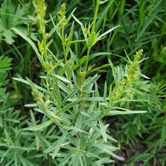 Linaria vulgaris