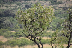 Faurea saligna, photograph Jens-Christian Svenning, CC BY, iNaturalist via GBIF