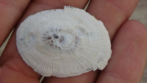 Lottia discors