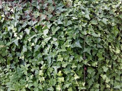 Hedera helix