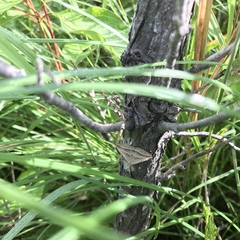Macrochilo absorptalis