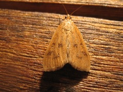 Diastictis