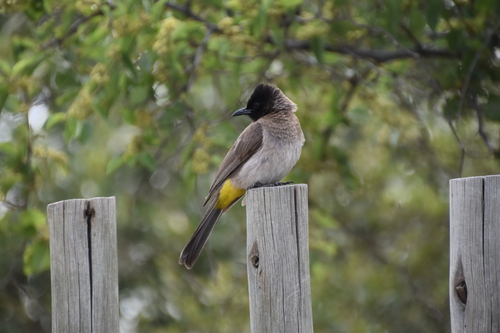 Common Bulbul (Pycnonotus barbatus), photo 10
