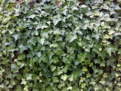 Hedera helix