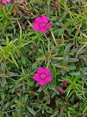 Dianthus deltoides
