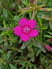 Dianthus deltoides