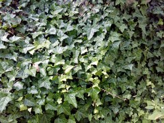 Hedera helix