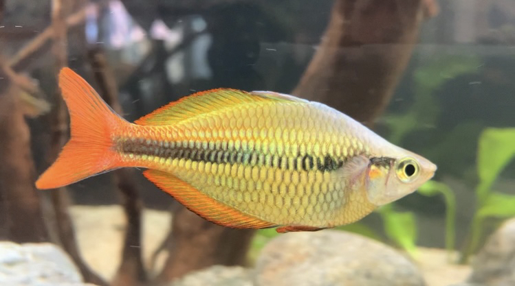 Lake Tebera rainbowfish (Melanotaenia herbertaxelrodi) — Melanotaeniidae