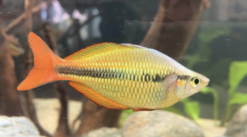 Lake Tebera rainbowfish (Melanotaenia herbertaxelrodi) — Melanotaeniidae