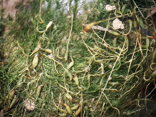 Campylopodium capillaceum observed 2024-10-14