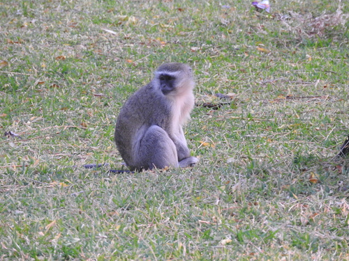 Chlorocebus cynosuros