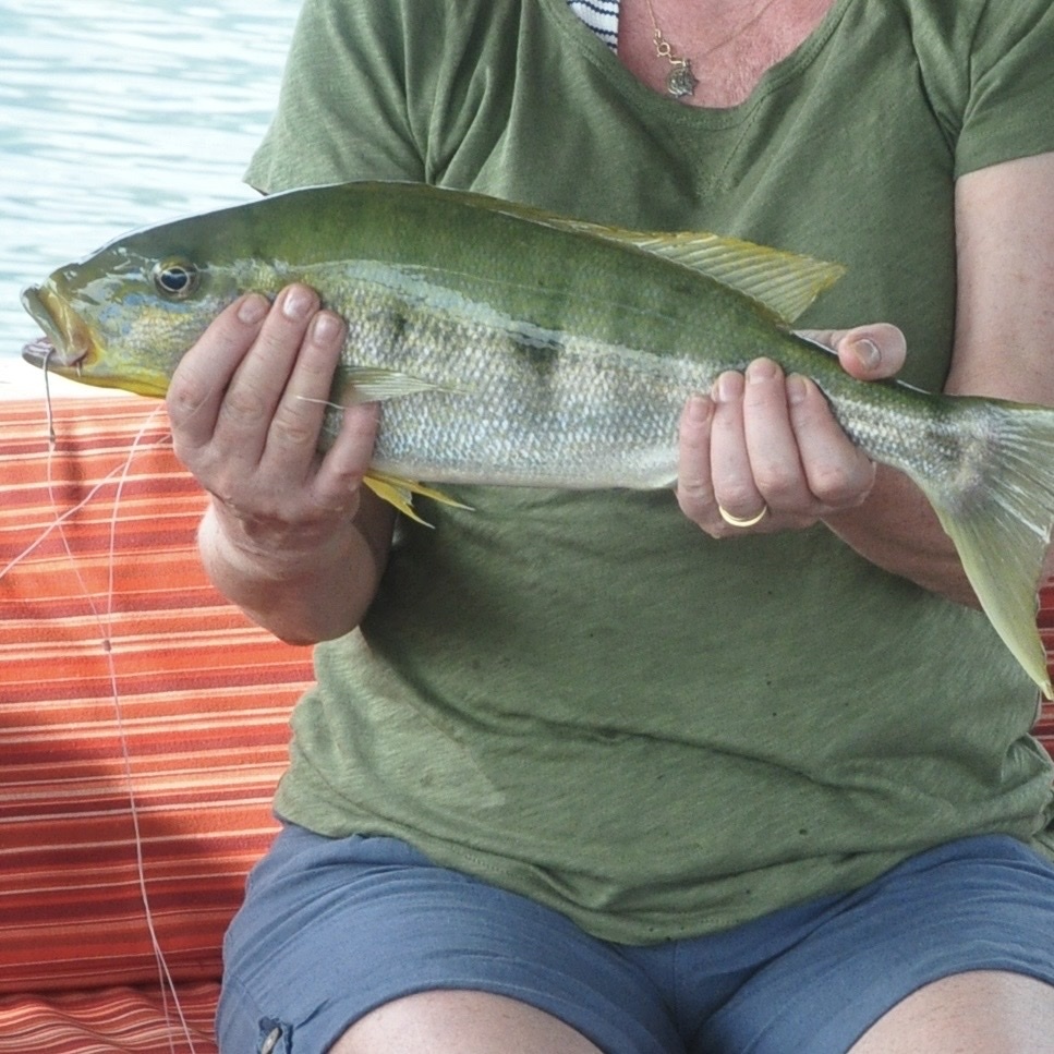 Emperor cichlid (Boulengerochromis microlepis) — Cichlidae