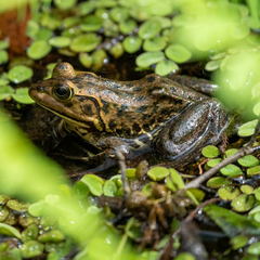 Pig Frog photo 2