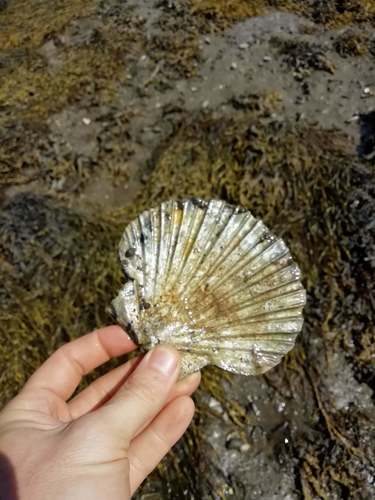 Pecten maximus
