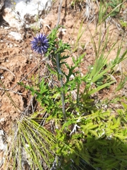 Echinops ritro ruthenicus