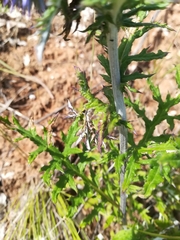 Echinops ritro ruthenicus