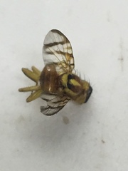 Zonosemata electa