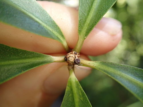 Image of Pittosporum cornifolium by (c) Benjamin Lavin, some rights reserved (CC BY)