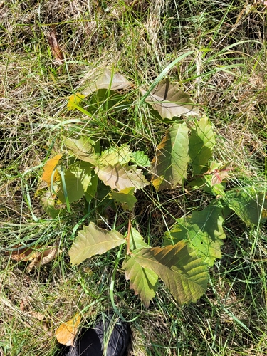 Image of Quercus aliena by no rights reserved