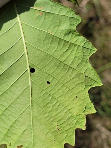 Image of Quercus aliena by no rights reserved