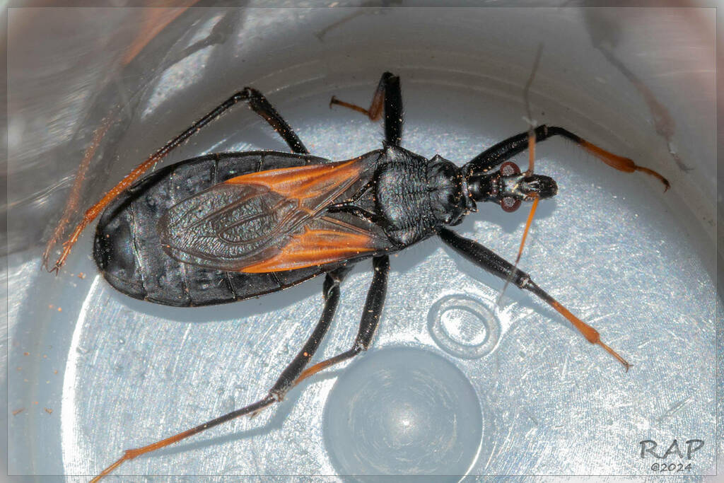 Zelurus femoralis