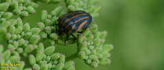 Graphosoma rubrolineatum