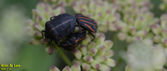 Graphosoma rubrolineatum