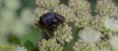 Graphosoma rubrolineatum