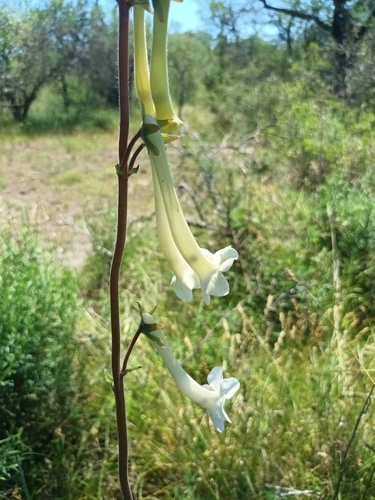 Image of Sinningia tubiflora by (c) Ivan Grela, some rights reserved (CC BY)