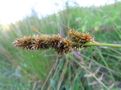 Carex densa