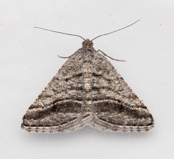 Shaded Granite Moth and Allies