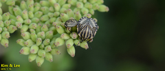 Graphosoma rubrolineatum