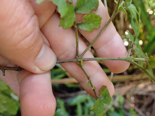 Image of Ackama rosifolia by (c) Benjamin Lavin, some rights reserved (CC BY)