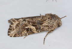 Spodoptera praefica