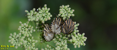 Graphosoma rubrolineatum